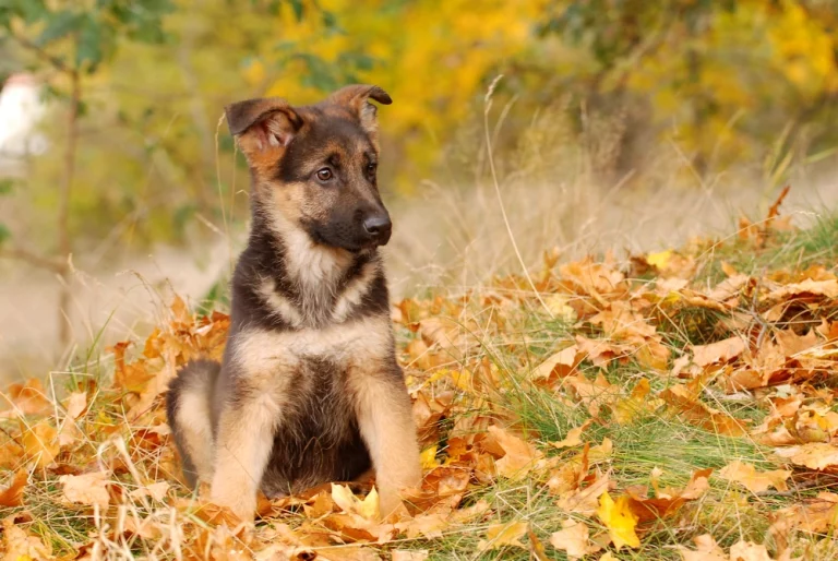 Tips bij het nemen van een puppy