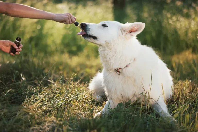 cbd olie voor honden