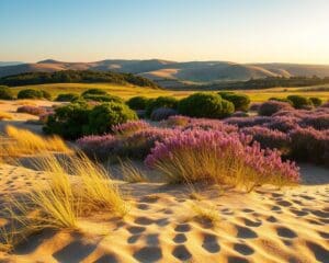 Wat maakt de Loonse en Drunense Duinen zo uniek?